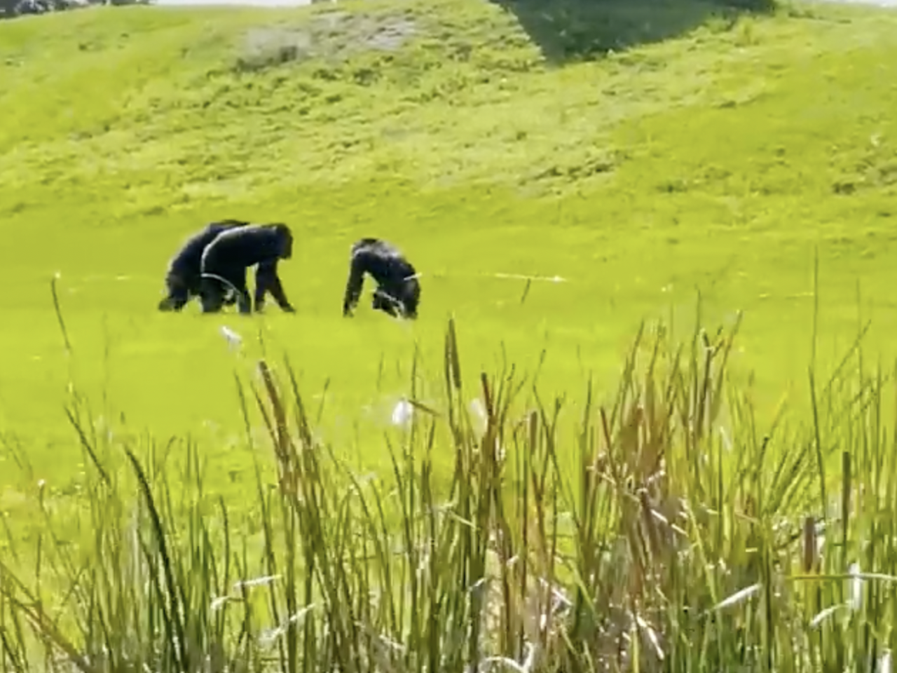 三黑猩猩在草坪上行走