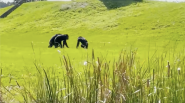 三黑猩猩在草坪上行走